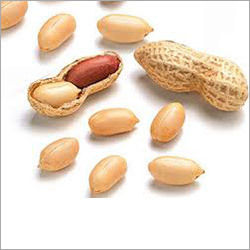 Fresh Groundnut