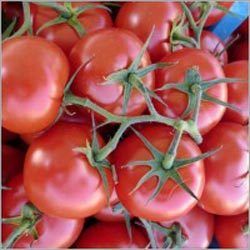 Red Tomatoes Vegetables