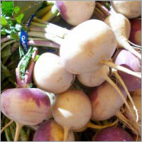 Turnips Root