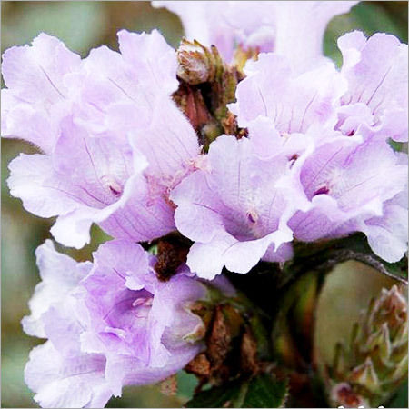 Kurinji Flower