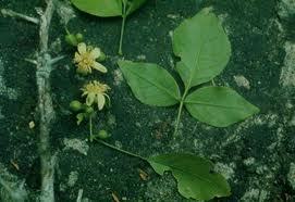 Bael Fruit Leaves And Seed