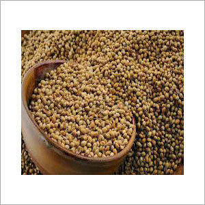 Coriander Spices