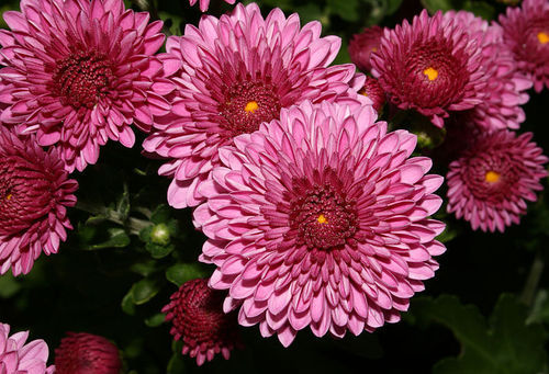 Fresh Chrysanthemum Application: Floor Tiles