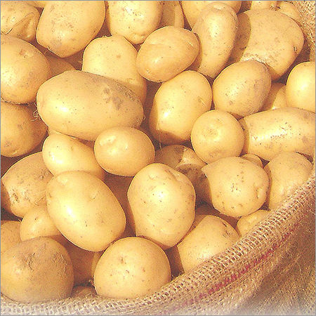 Non-hybrid Potato Seed