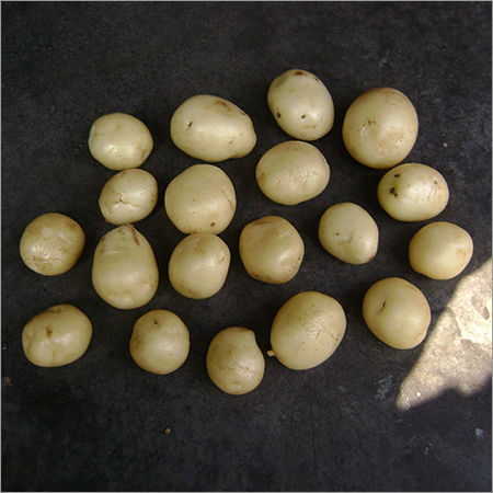 Potato Tuber Kufri Jyoti