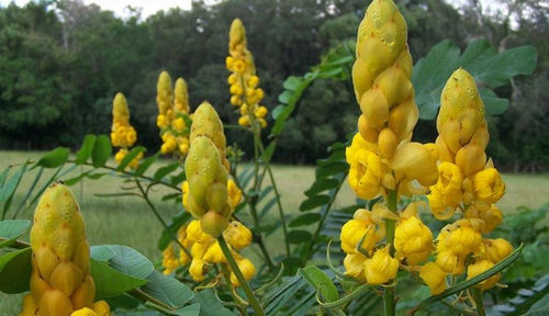 Candle Bush Leaves - Natural Herbal Remedy | Effective Anti-Fungal Properties for Skin Treatments