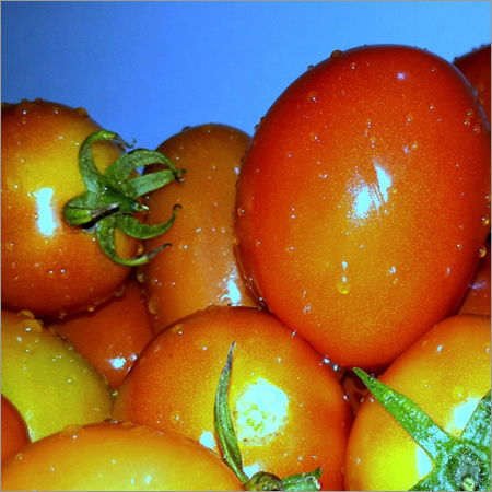 Organic Tomato