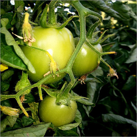 Raw  Farm Tomato