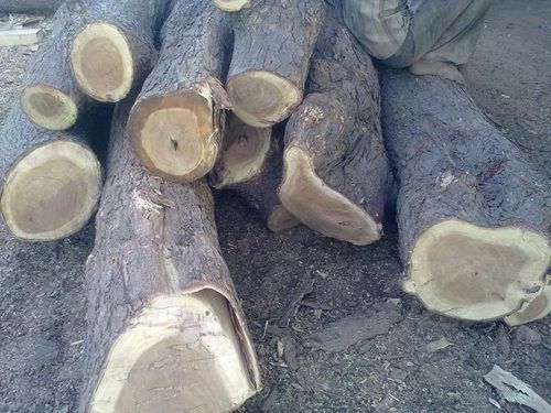 Wood Neem Logs Application: N/A