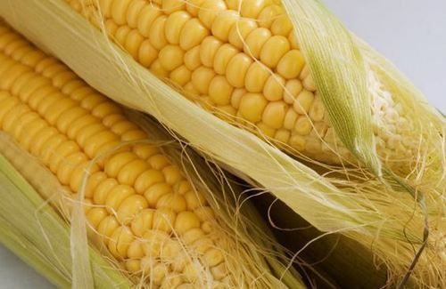 Yellow Maize Grains