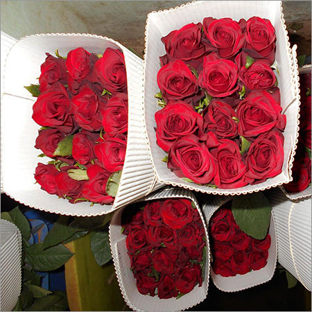 Supplier of 'Fresh-Red-Rose' from Talegaon Dabhade by BLOOMS ROSES