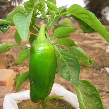 Chilli Farming