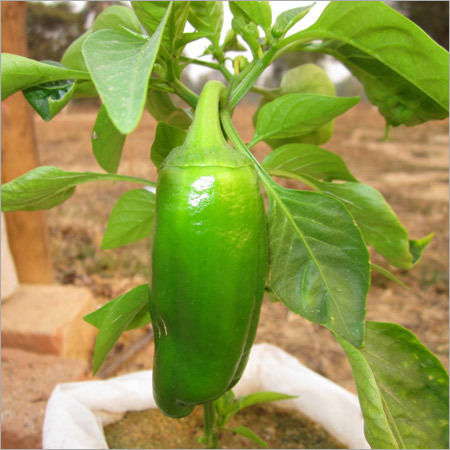 Green Chilli Farming Service - Supreme Quality Seeds, Natural Fertilizers Used, Cost-Effective and Reliable Solutions