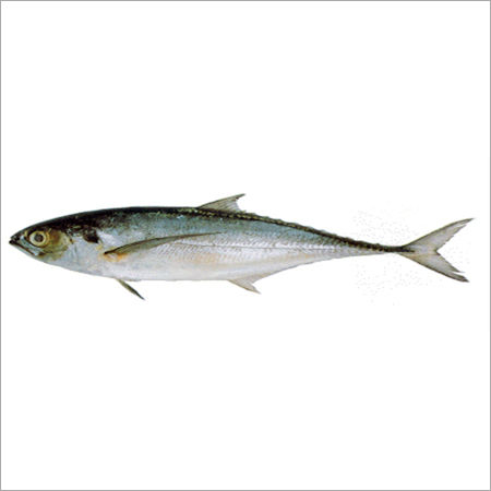 Horse Mackerel