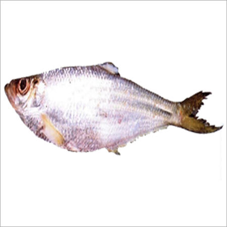 Katti Fish