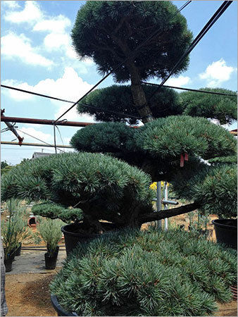 Japanese Black Pine Bonsai Tree