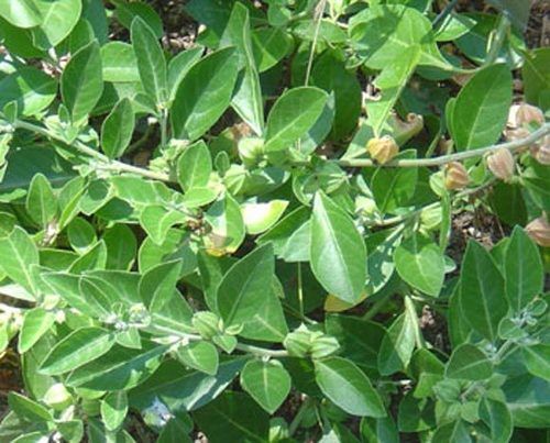 Ashwagandha Leaves