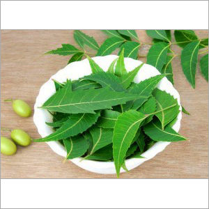 Neem Leaves