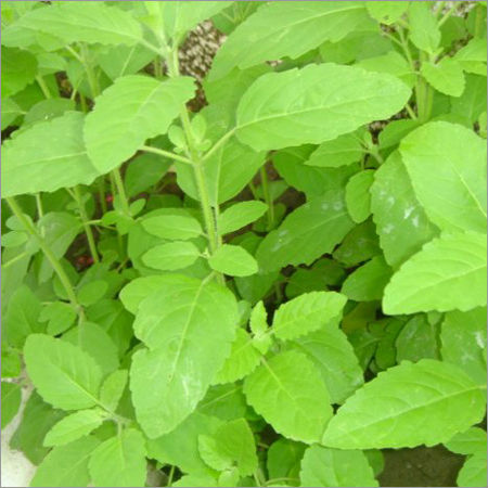 Tulsi Leaf