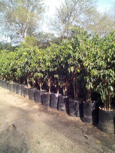 Black Ficus Plants