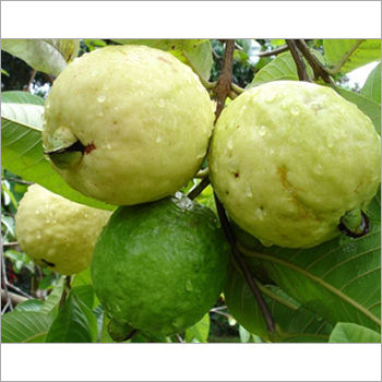 Fresh Guava