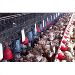 Organic Broiler Feeds