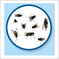 Fly Management Services By DOCTORS PEST CONTROL
