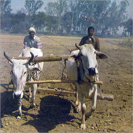 Ploughing Consultancy Services