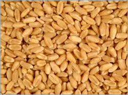 Grain Broker By Dalal Alwar Trading Company