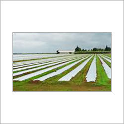 Non Woven Agriculture Fabrics - SSS Material, UV Treated, 10 to 40 GSM | Colorfast, Shrink Resistant, Smooth Texture, Fine Finish