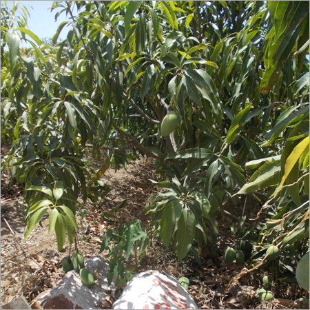 Green Mango Plant