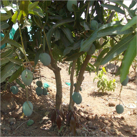 Jumbo Kesar Mango Plant