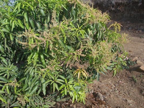 Indian Mango Plants