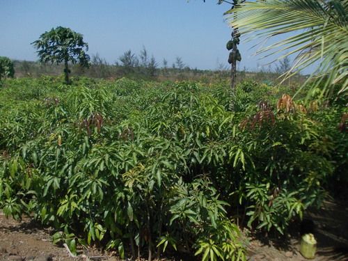 Kesar Mango Plant