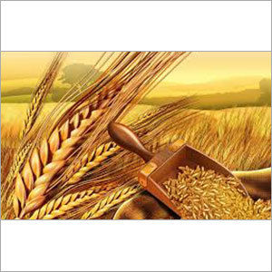 Indian Wheat