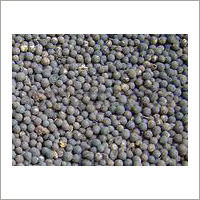 Embelia Ribes Seed Extract