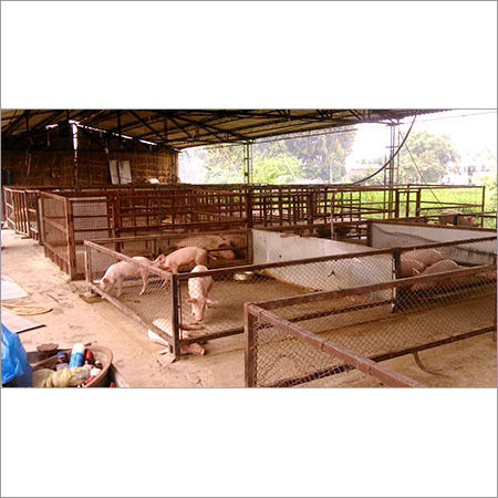 Intensive Pig Farming