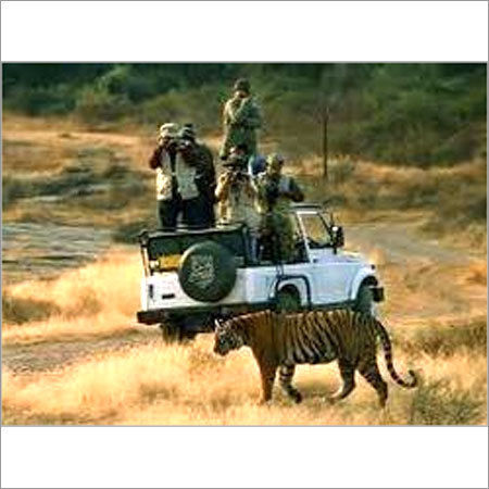 Tiger Safari National Park Tour By TRINITYMAG GLOBAL SERVICES