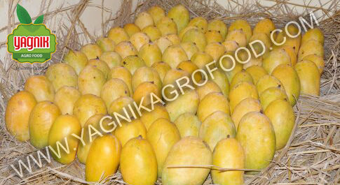 Kesar Mango In Junagadh