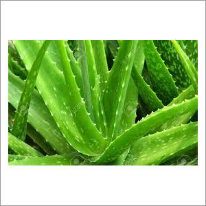 Aloevera Leaf