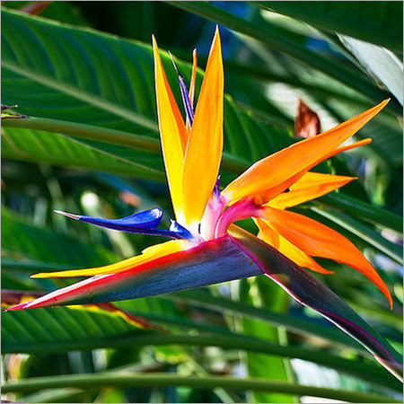 Bird of Paradise