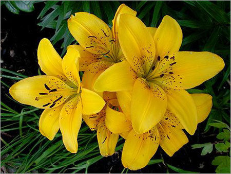 Asiatic Lily