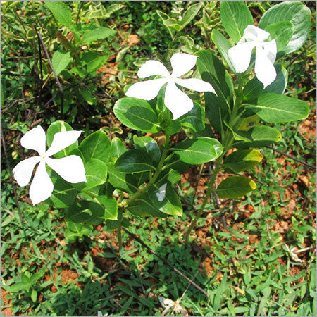 Catharanthus Roseus Herbs