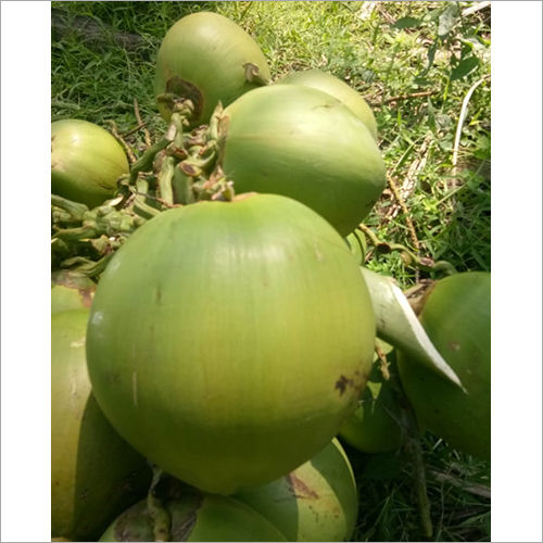 Fresh Coconut