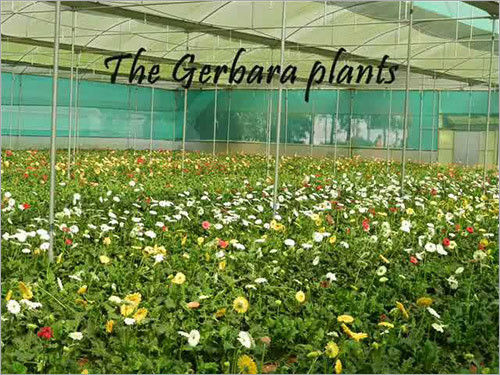 Gerbera Plant Poly Green House