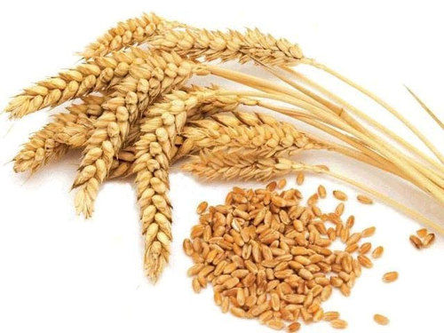MAGTONE organic wheat