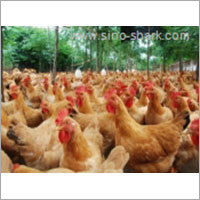 Multi Vitamin Premix For Chicken Application: Fodders