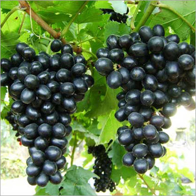 Fresh Black Grapes