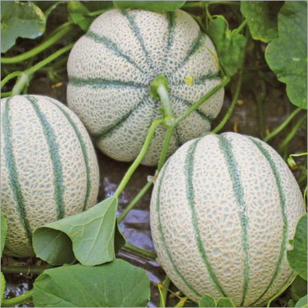 Fresh Cantaloupe