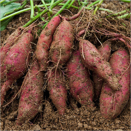 Fresh Sweet Potato - Varied Colors Including Golden-Brown, Copper-Red, and Purple | Rich in Vitamins A, C, and E, Ideal for Baking, Roasting, and Steaming